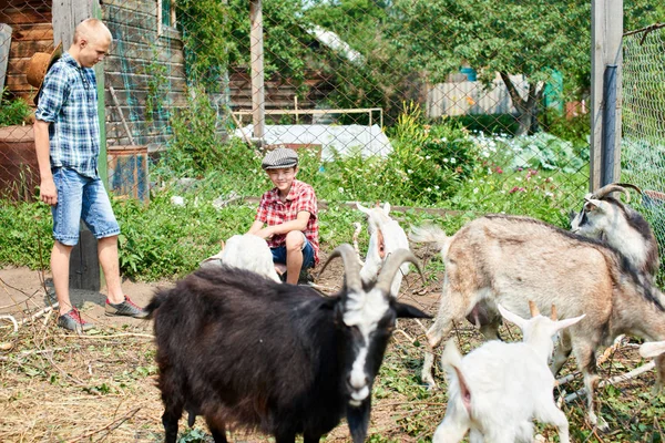 Dos Hermanos Jugando Con Las Cabras Granja —  Fotos de Stock