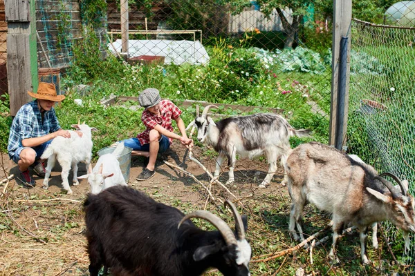 Dos Hermanos Jugando Con Las Cabras Granja —  Fotos de Stock