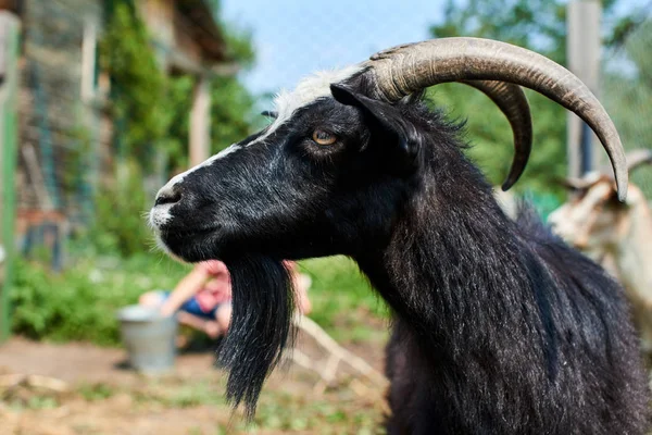 Retrato Una Cabra Negra Con Cuernos Primer Plano Granja —  Fotos de Stock