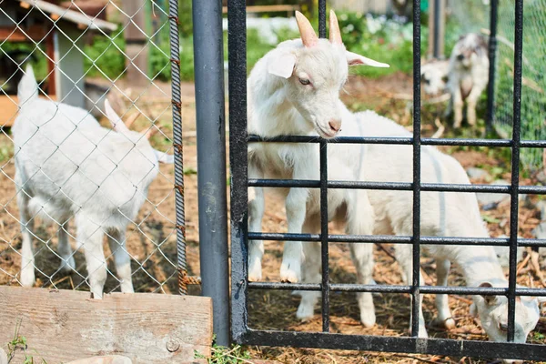 Cabras Blancas Jóvenes Corral Granja — Foto de Stock