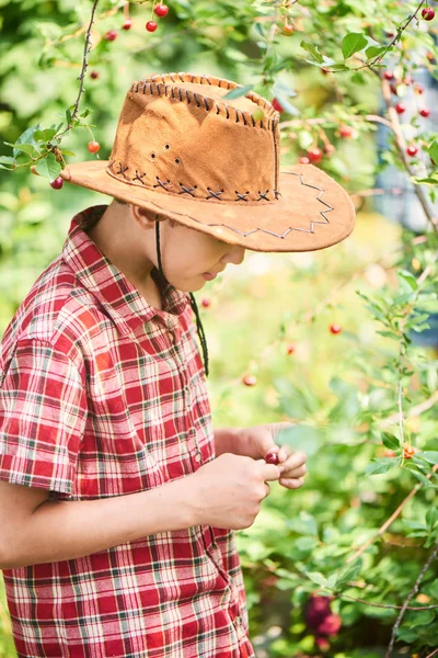 Мальчик Собирает Урожай Вишни Деревне — стоковое фото