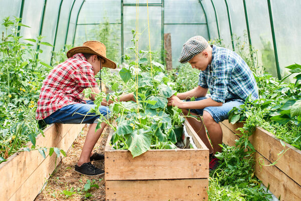 Two brothers care for plants in greenhouse