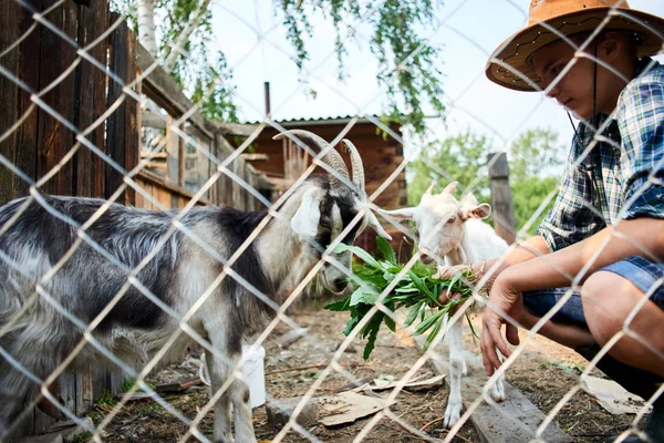 Niño Alimentando Cabra Con Hierba Fresca Pueblo —  Fotos de Stock