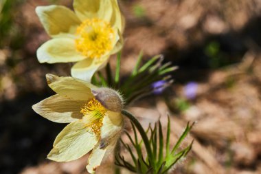sarı bahar uyku-çimen çiçekler, yakın çekim  