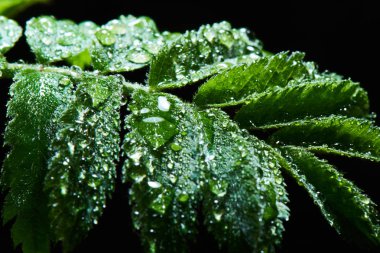 şube ile parlayan dewdrops yeşil yaprakları, yakın çekim