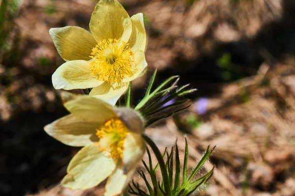yellow spring sleep-grass flowers, close-up