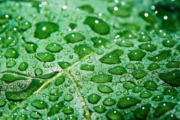 Gotas Agua Sobre Hierba Verde Primer Plano — Foto de Stock