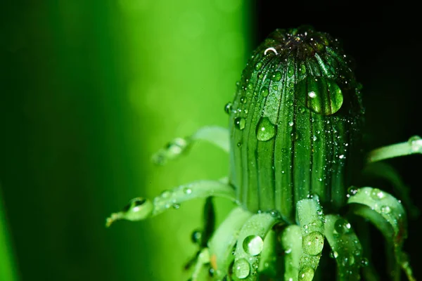 Dewdrops Green Dandelion Flower Close — Stock Photo, Image