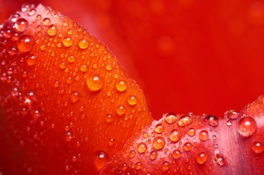 su damlaları ile kaplı kırmızı lale çiçeği yaprakları, yakın çekim 