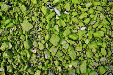 çakıl yerde, yeşil çamur ile yakın çekim 