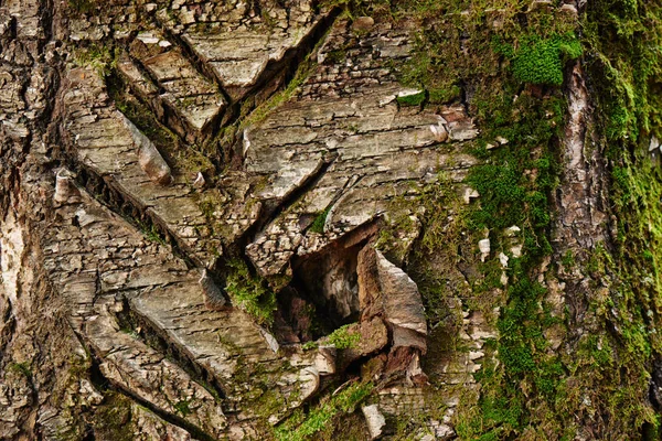 Красивый Природный Фон Мясной Древесиной — стоковое фото