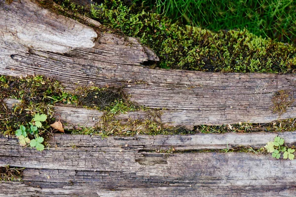 Krásné Přírodní Pozadí Mechem Dřevo — Stock fotografie