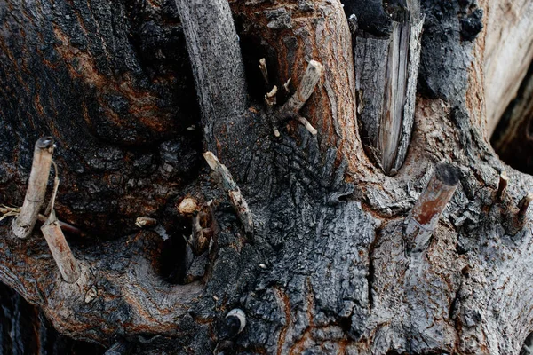 Sfondo Naturale Strutturato Primo Piano Corteccia Legno Ramoscelli — Foto Stock