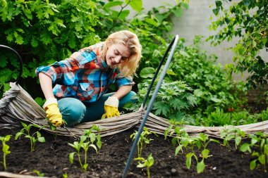 Kadın el çatal serada Fidan Dikim süreci ile