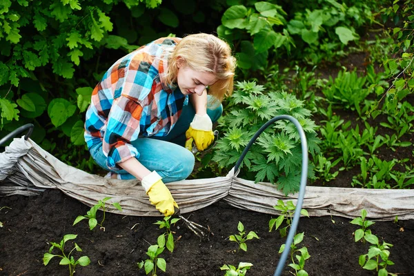 Donna Con Forchetta Manuale Procinto Piantare Piantine Serra — Foto Stock