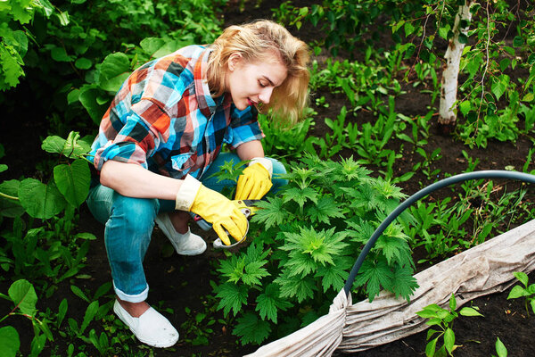 woman in gloves with secateurs cutting plant in flowerbed