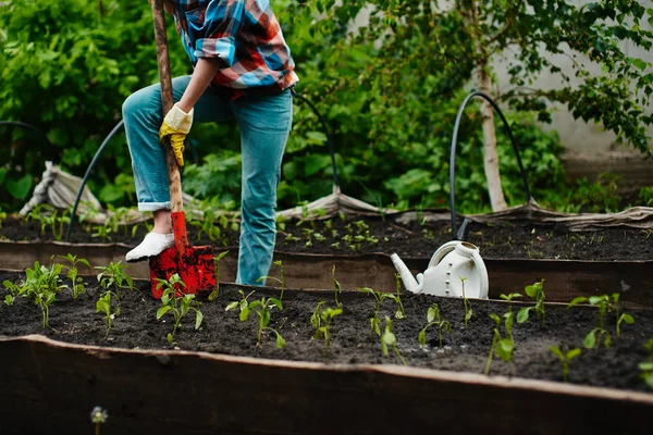 Kvinna Med Spade Gräva Blomsterrabatt Med Plantor Trädgården — Stockfoto