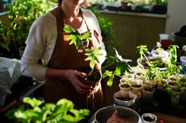 elinde duran bitki potu güneşli oda tutarak çiçekçi 