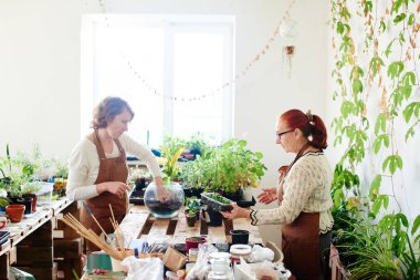 Mini Terrerium bitkiler ile güneşli oda yapma yetiştiricileri 