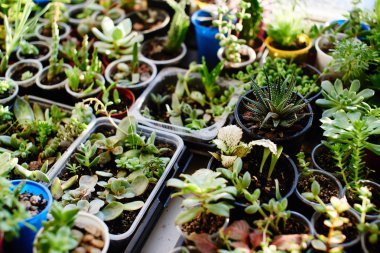 toprak, Genç yeşil lahanası kümesi yakın çekim