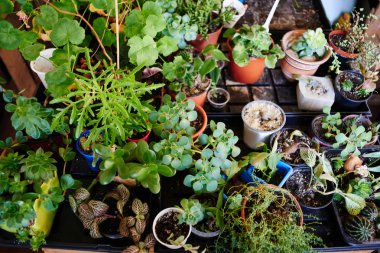 koleksiyon lahanası karanfiller, yakın çekim, botanik hobi kavramı 