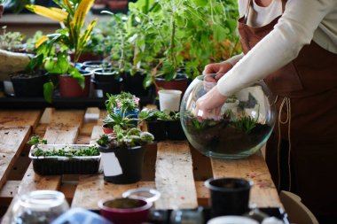 Kadın inek çiçekçi mini terrarium karanfiller, kadın hobi kavramı, yakın çekim yapma  