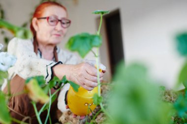 bitkiler sarı şişe püskürtme sırasında dikkat çekici çiçekçi 