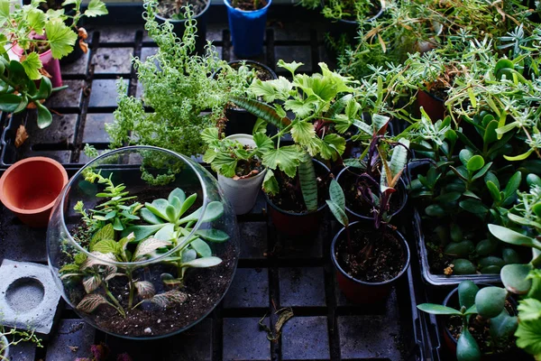 Set Young Green Sprouts Soil Close — Stock Photo, Image