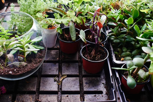 Set Young Green Sprouts Soil Close — Stock Photo, Image