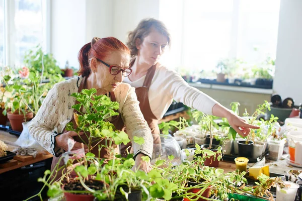 Καλλιεργητές Παραγωγή Μίνι Terrarium Φυτά Ηλιόλουστο Δωμάτιο — Φωτογραφία Αρχείου