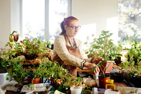 Bloemist Die Pot Met Plant Handen Terwijl Zonovergoten Kamer — Stockfoto