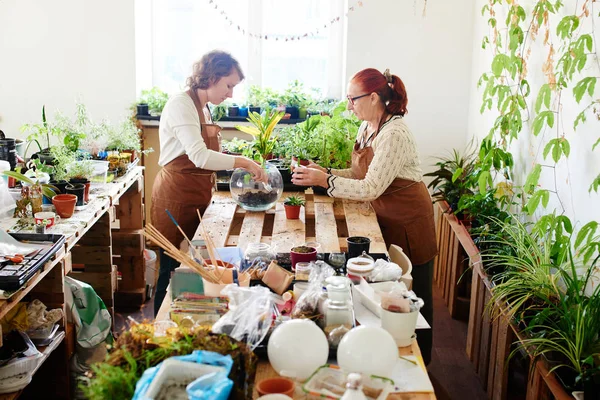 Cultivadores Haciendo Mini Terrario Con Plantas Habitación Soleada —  Fotos de Stock