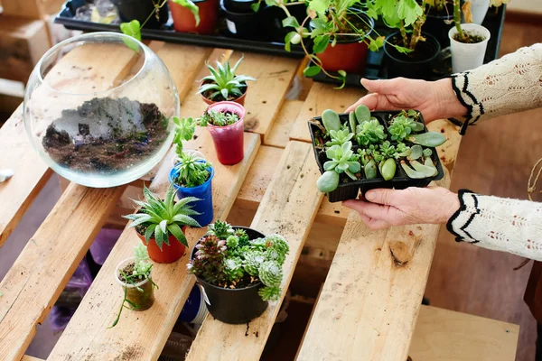 Manos Femeninas Sosteniendo Maceta Con Pequeños Brotes Sobre Colección Plantas — Foto de Stock