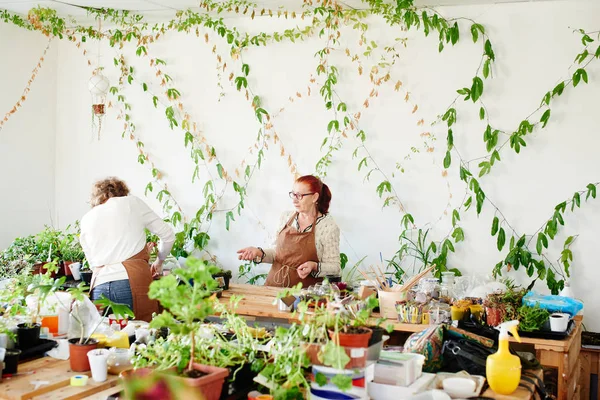 Vrouwelijke Bloemisten Met Zorg Van Spruiten Kamerplanten — Stockfoto