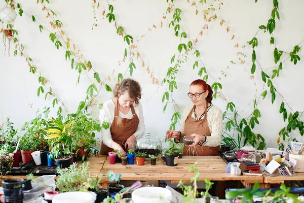 Vrouwelijke Bloemisten Met Zorg Van Spruiten Kamerplanten — Stockfoto