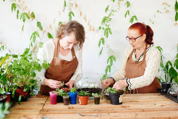 もやし家の植物を世話する女性花屋 — ストック写真