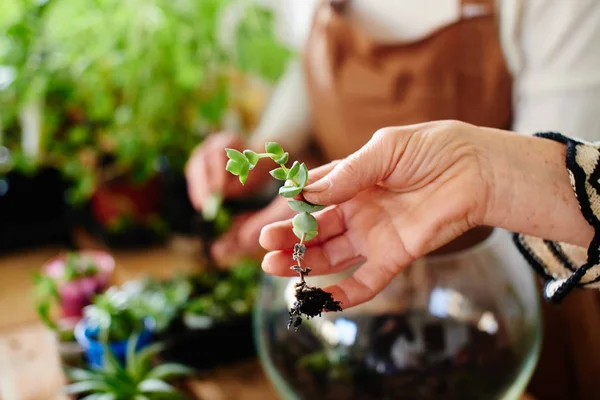 Θηλυκό Ανθοπωλείο Στο Χέρι Κρατά Μικρό Φυτό Γυναικείο Χόμπι Έννοια — Φωτογραφία Αρχείου