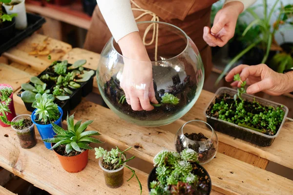 Bloemist Bodem Voorbereiden Planten Glazen Pot Concept Van Mini Terrarium — Stockfoto