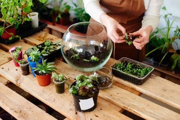 Ev bitki ve çiçekler mini terrarium, kadın hobi kavramı, yakın çekim büyüyen kadın çiçekçi  