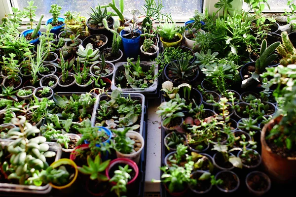 Set Young Green Sprouts Soil Close — Stock Photo, Image