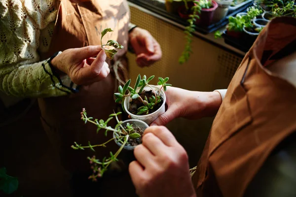 Female Hands Holding Small Plants Concept Female Botanic Hobby — Stock Photo, Image