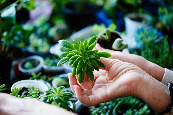 Female Hands Holding Small Plants Concept Female Botanic Hobby Close — Stock Photo, Image