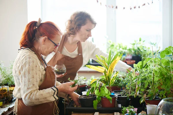 Мати Дочка Ботанічні Флористи Доглядають Домашніми Рослинами Квітами Концепція Жіночого — стокове фото