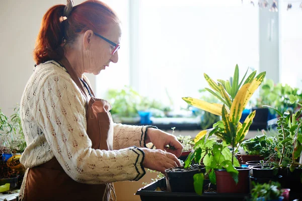 Kvinna Nörd Florist Vårdar Växter Kvinnliga Hobby Konceptet — Stockfoto