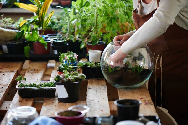 Frau Nerd Floristin Macht Mini Terrarium Mit Zimmerpflanzen Weibliches Hobbykonzept — Stockfoto