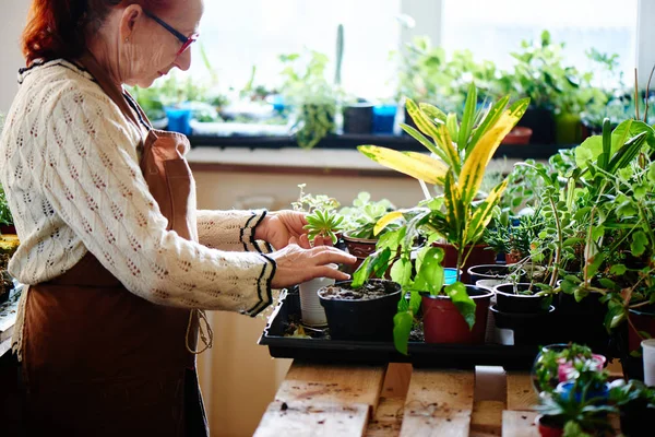 Woman Nerd Florist Caring Plants Female Hobby Concept — Stock Photo, Image