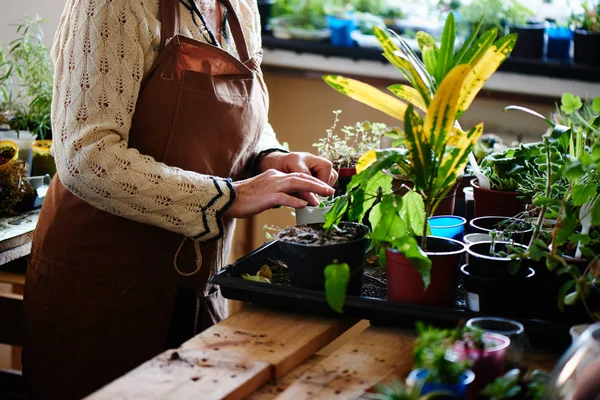 太陽に照らされた部屋の家の植物を育てていたおばあちゃん — ストック写真