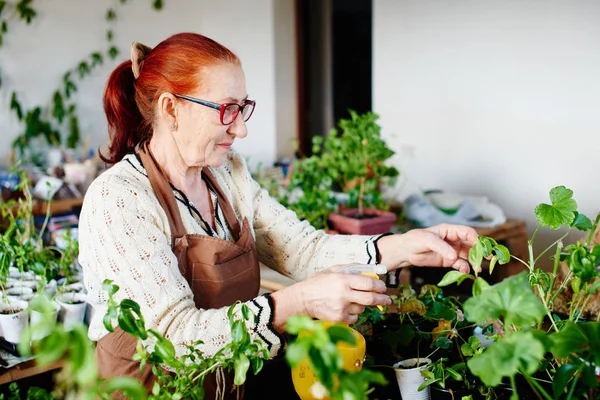 Grower Holding Yellow Spray Bottle Watering Potted Plants House Close — Stock Photo, Image