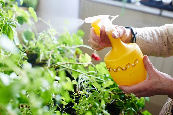 Grower Hands Holding Spray Watering Potted Plants House Close — Stock Photo, Image