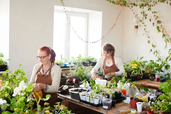 Madre Hija Botánica Floristas Que Cuidan Las Plantas Flores Casa —  Fotos de Stock